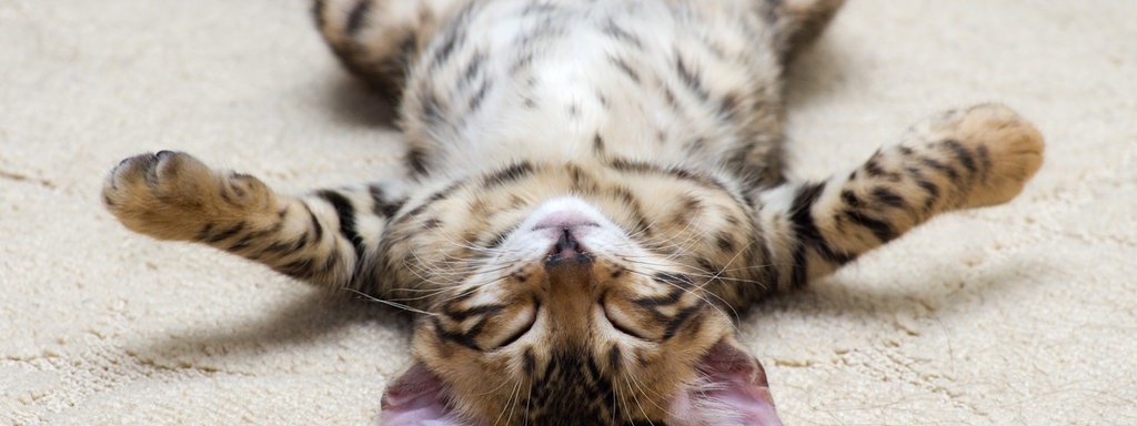 Eine Katze, die auf dem Rücken schläft